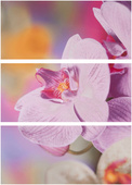 Decor Optical (3 плочки)