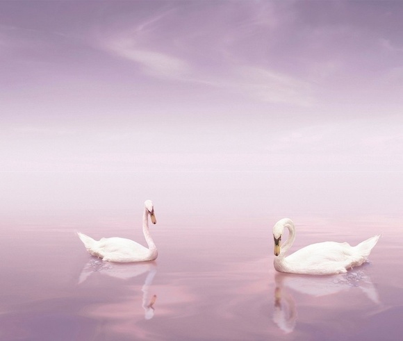 Decor Cisnes к-т 2бр. плочки