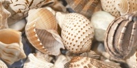Decor Sea Breeze 2